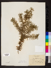 Taxus canadensis image