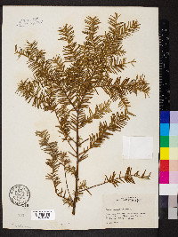 Taxus canadensis image