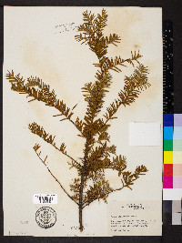 Taxus canadensis image