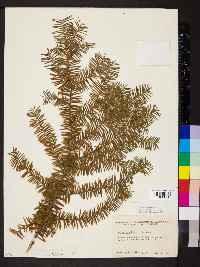 Taxus canadensis image