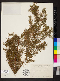 Taxus canadensis image