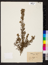 Taxus canadensis image