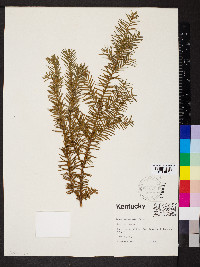 Taxus canadensis image