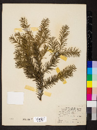 Taxus baccata image