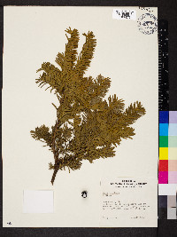 Taxus cuspidata image