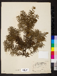 Taxus cuspidata image