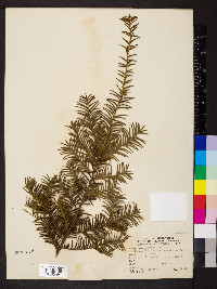 Taxus cuspidata image