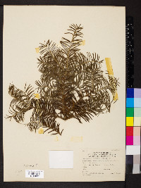 Taxus cuspidata image