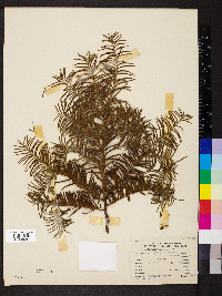 Taxus cuspidata image