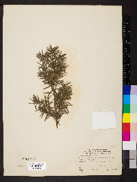 Taxus baccata image