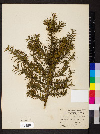 Taxus baccata image