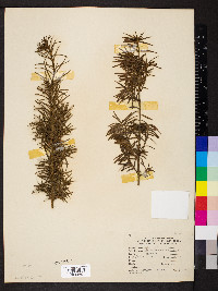 Taxus baccata image