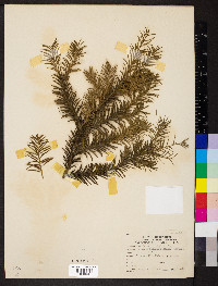 Taxus baccata image