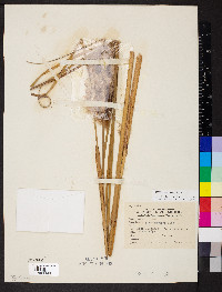 Typha angustifolia image