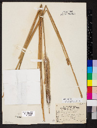 Typha angustifolia image