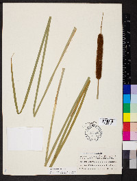 Typha angustifolia image