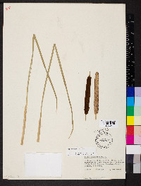 Typha angustifolia image