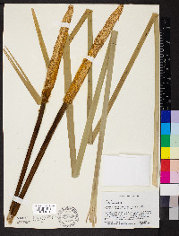 Typha angustifolia image