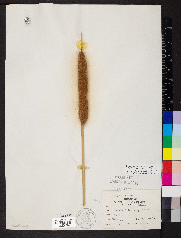 Typha domingensis image