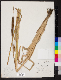 Typha angustifolia image