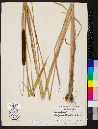 Typha angustifolia image