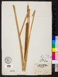 Typha domingensis image