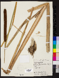 Typha angustifolia image