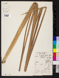 Typha domingensis image