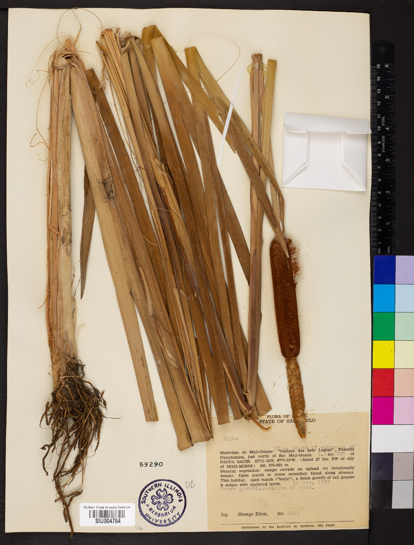 Typha capensis image