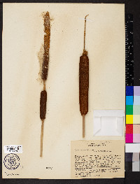 Typha capensis image