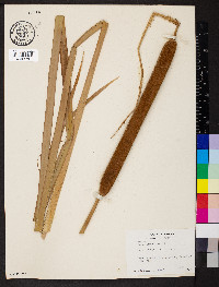 Typha angustifolia image