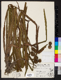 Sparganium androcladum image