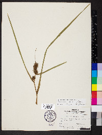 Sparganium emersum image