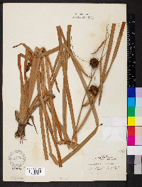 Sparganium eurycarpum image