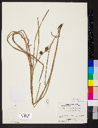 Sparganium angustifolium image