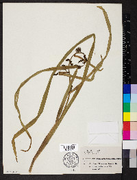 Sparganium eurycarpum image