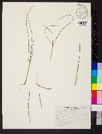 Halodule wrightii image