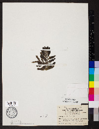 Potamogeton crispus image