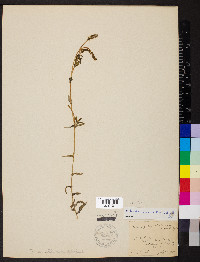 Potamogeton richardsonii image