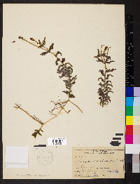 Potamogeton richardsonii image