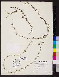 Potamogeton perfoliatus image