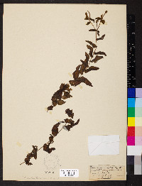 Potamogeton perfoliatus image