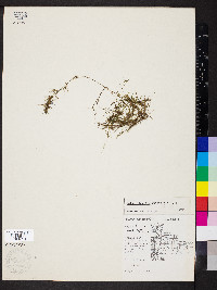 Najas flexilis image