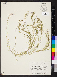 Najas flexilis image