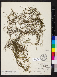 Najas guadalupensis image