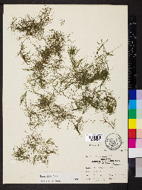 Najas minor image