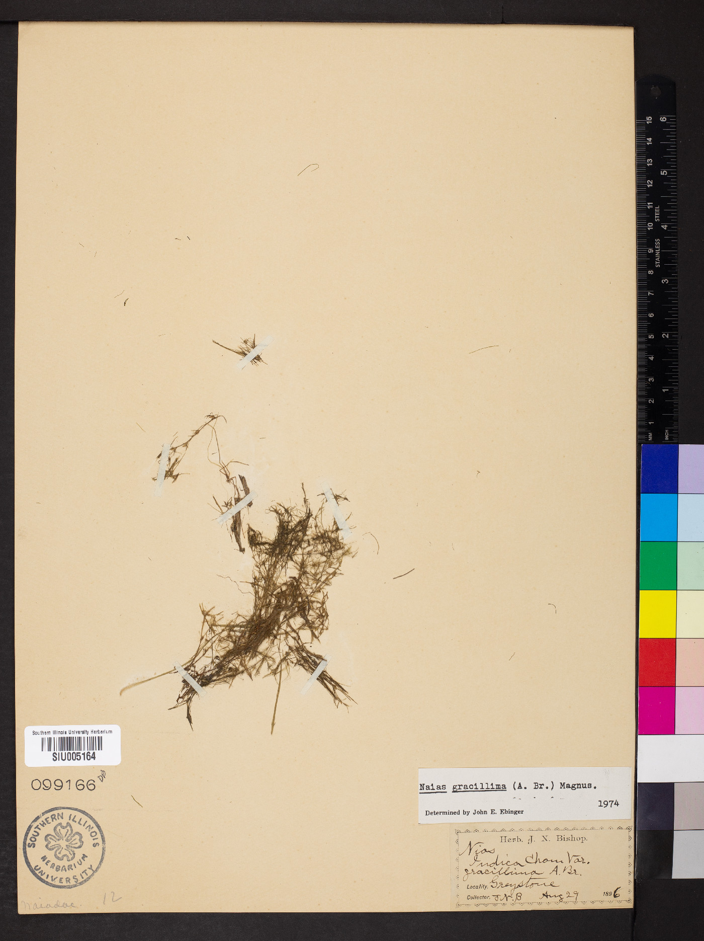 Najas gracillima image