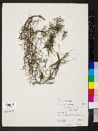 Najas minor image