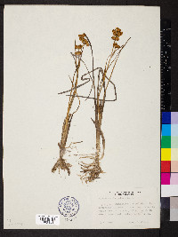 Scheuchzeria palustris image