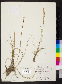 Triglochin maritima image